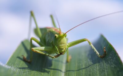 The Role of Serotonin in Grasshoppers Turning into Locusts