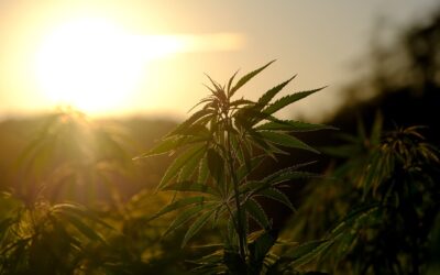 The Rising High: Unpacking the Growth of the Cannabis Industry