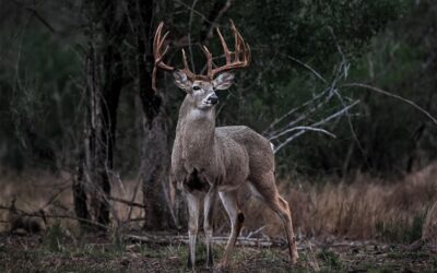 Top 5 White-Tailed Deer Hunting Destinations