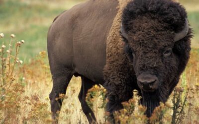 Rare Discovery of Ground-Dwelling Bison Stuns Scientists